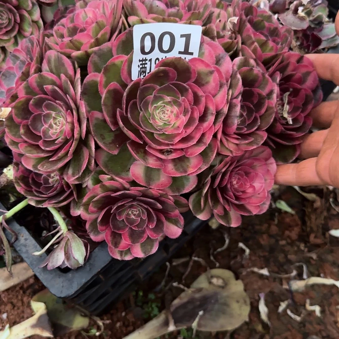 001海神多肉植物无根