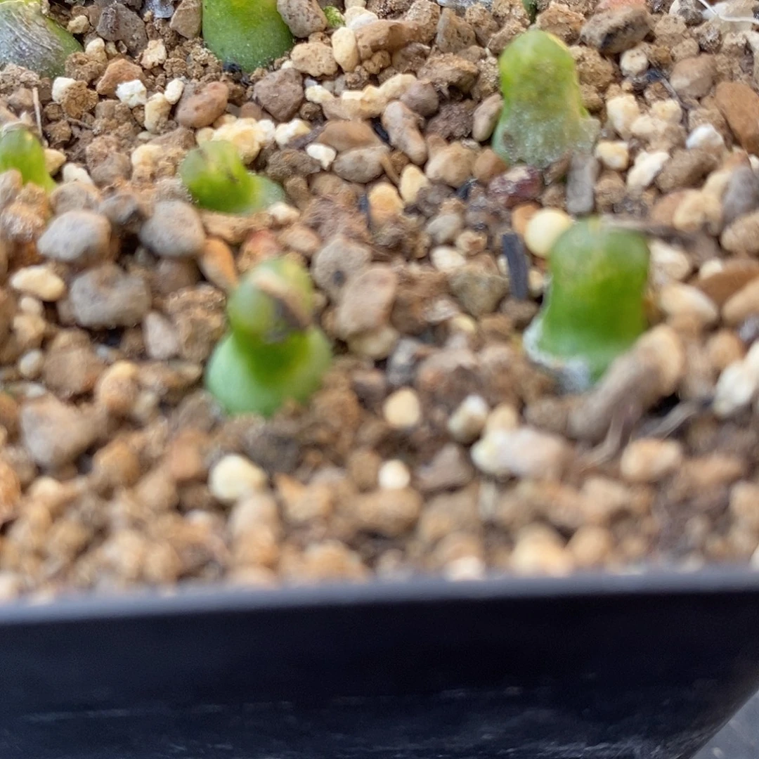 小葫芦一颗。
