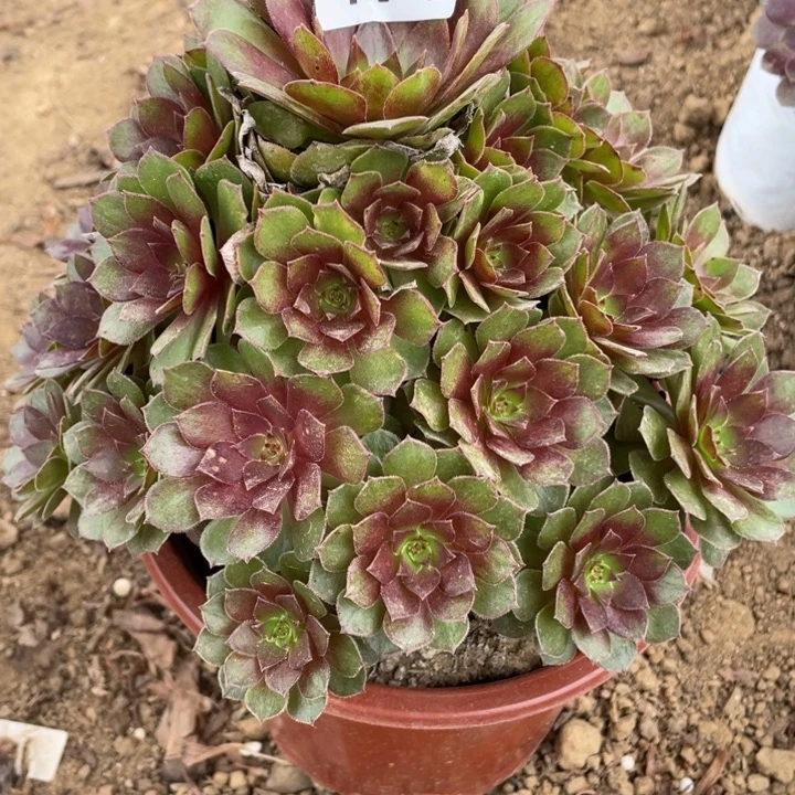 无花朵496多肉植物红魔