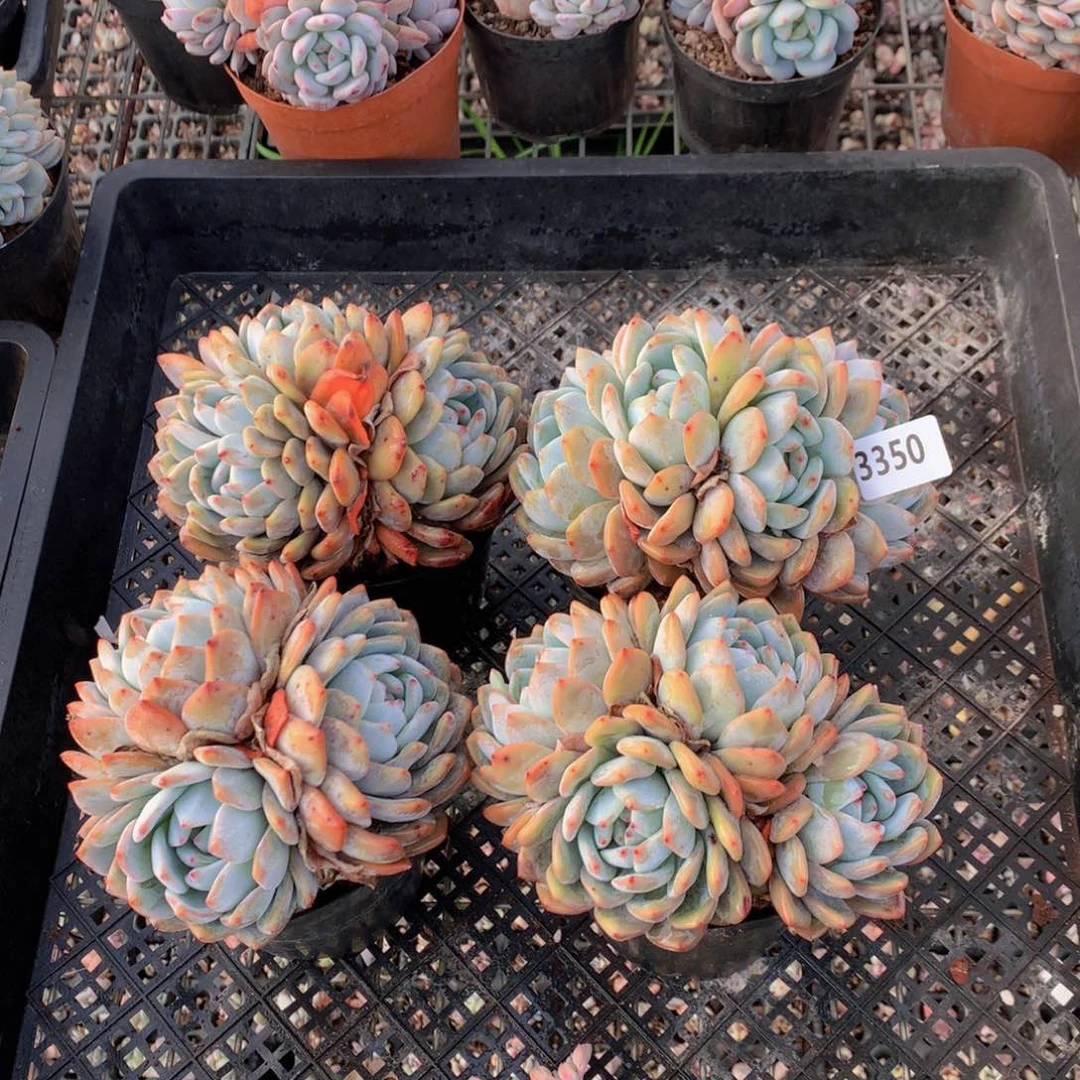 3350多头四个一起带盆发货的