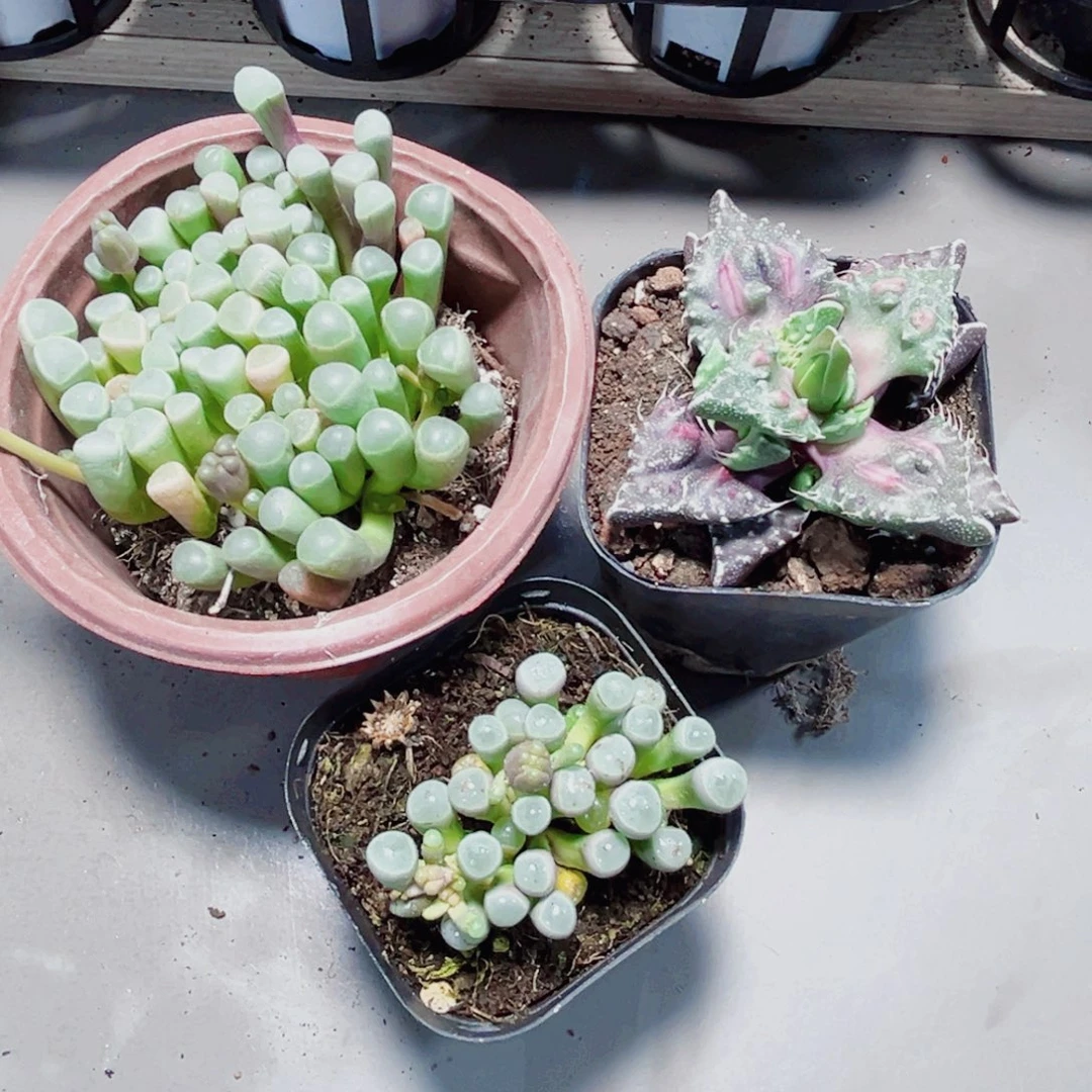 五十铃玉和怒涛66