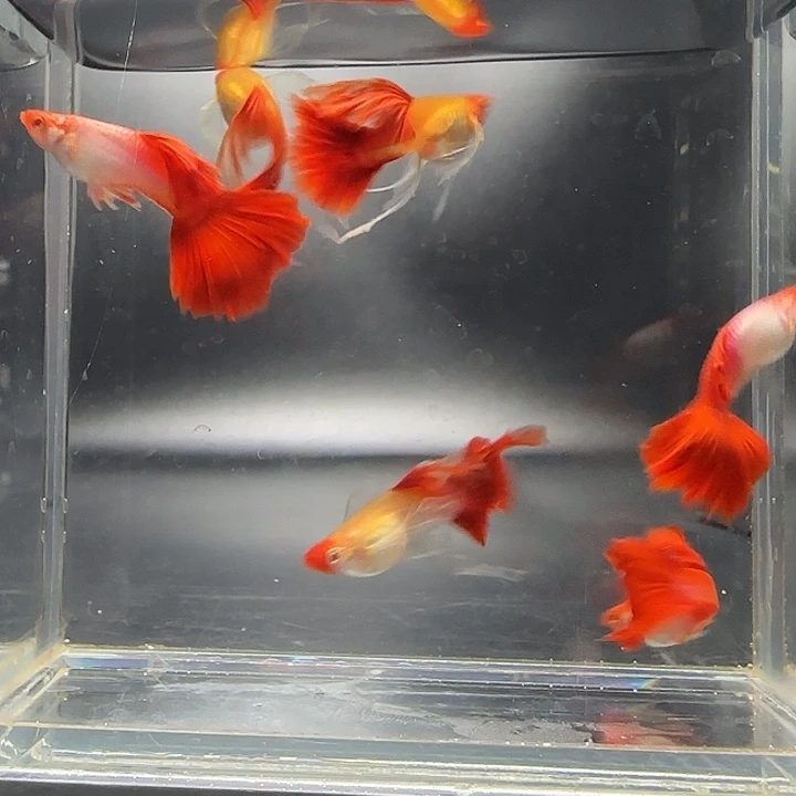 易***品孔雀鱼红头绣球3对