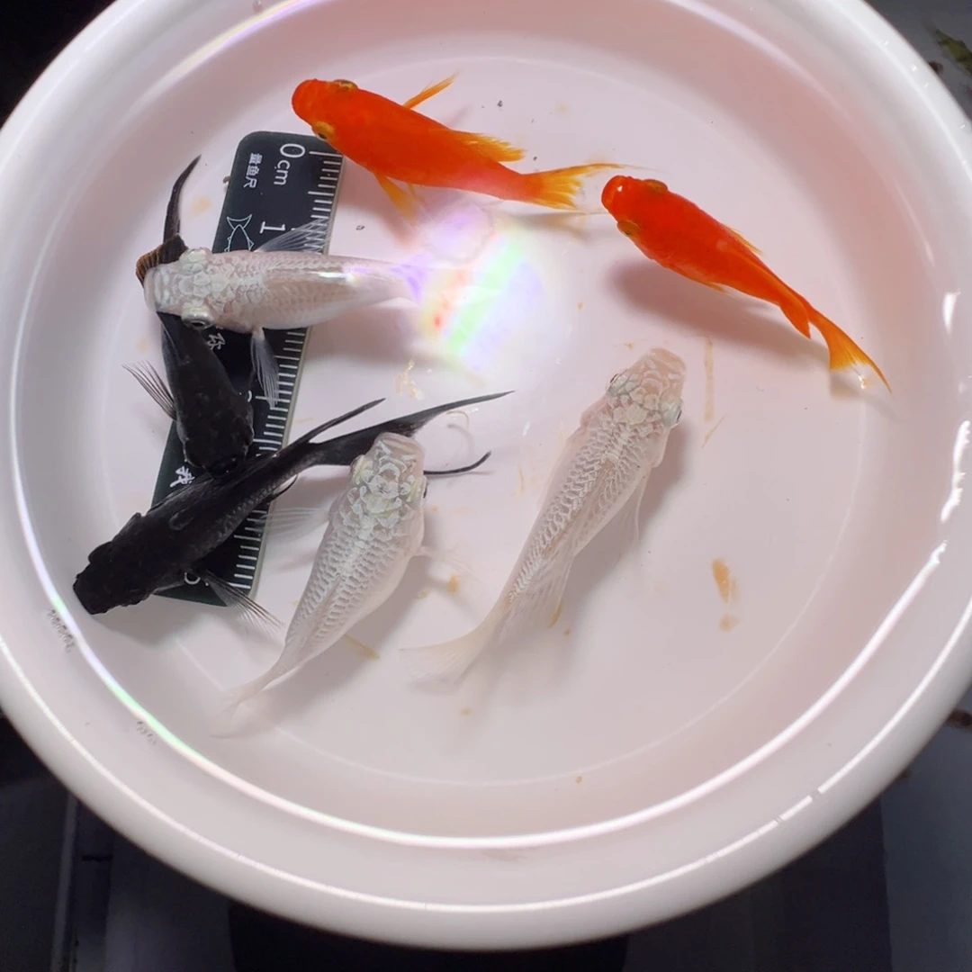 虎皮鱼马丽球7条装