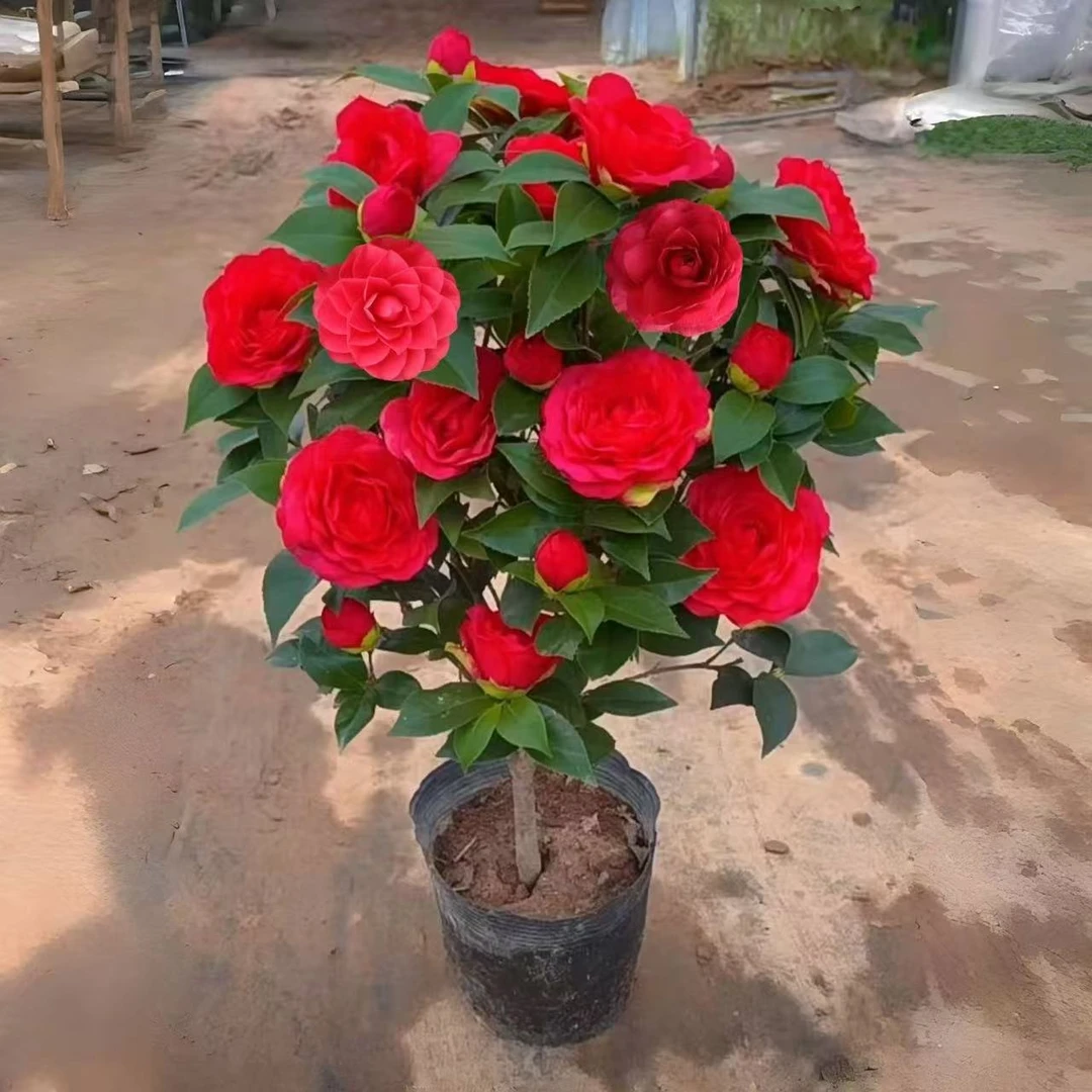 高档盆栽大红赤胆山茶花