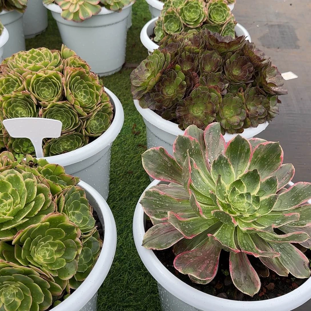 秀***兜8888缀化 加桃花坞砍头