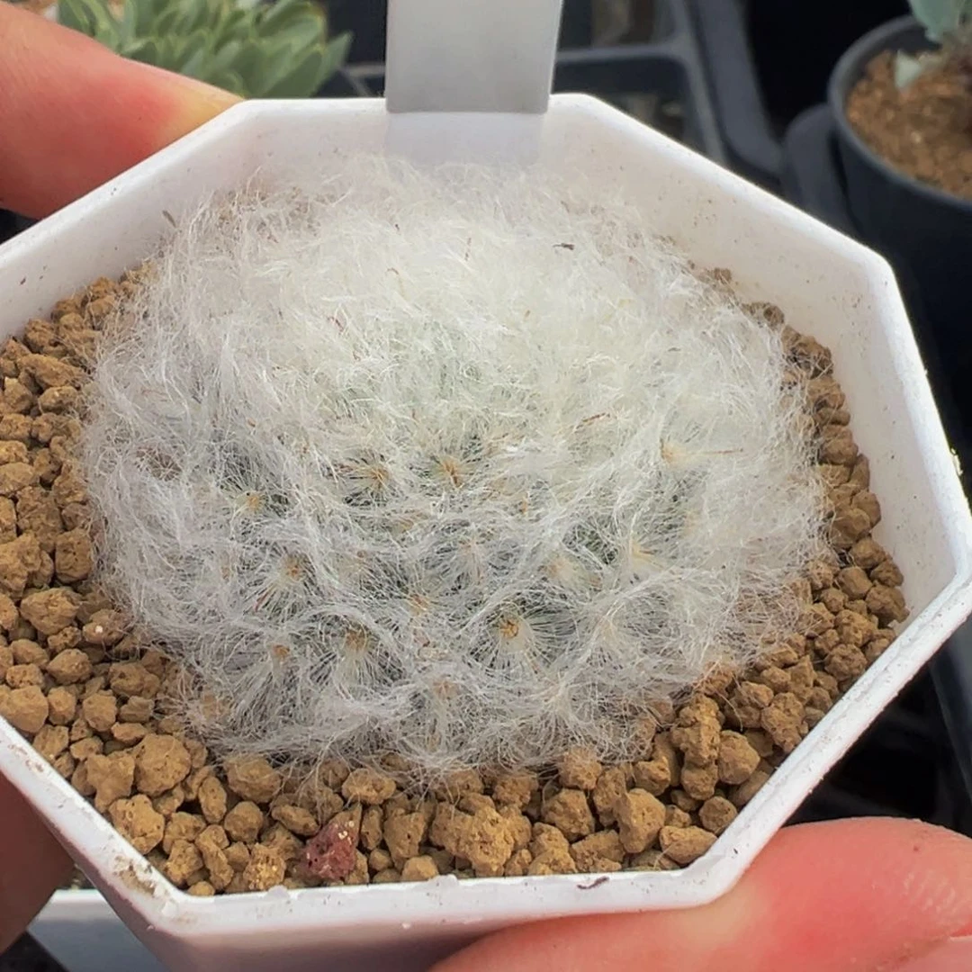 305白云高砂多肉植物带盆土实生根