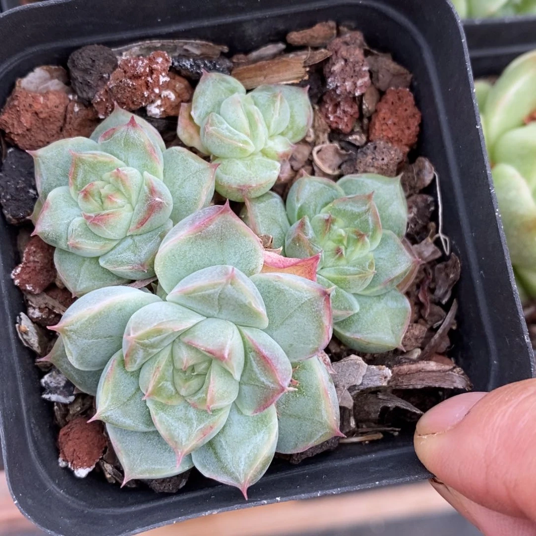 精品多肉一物一拍不包整107