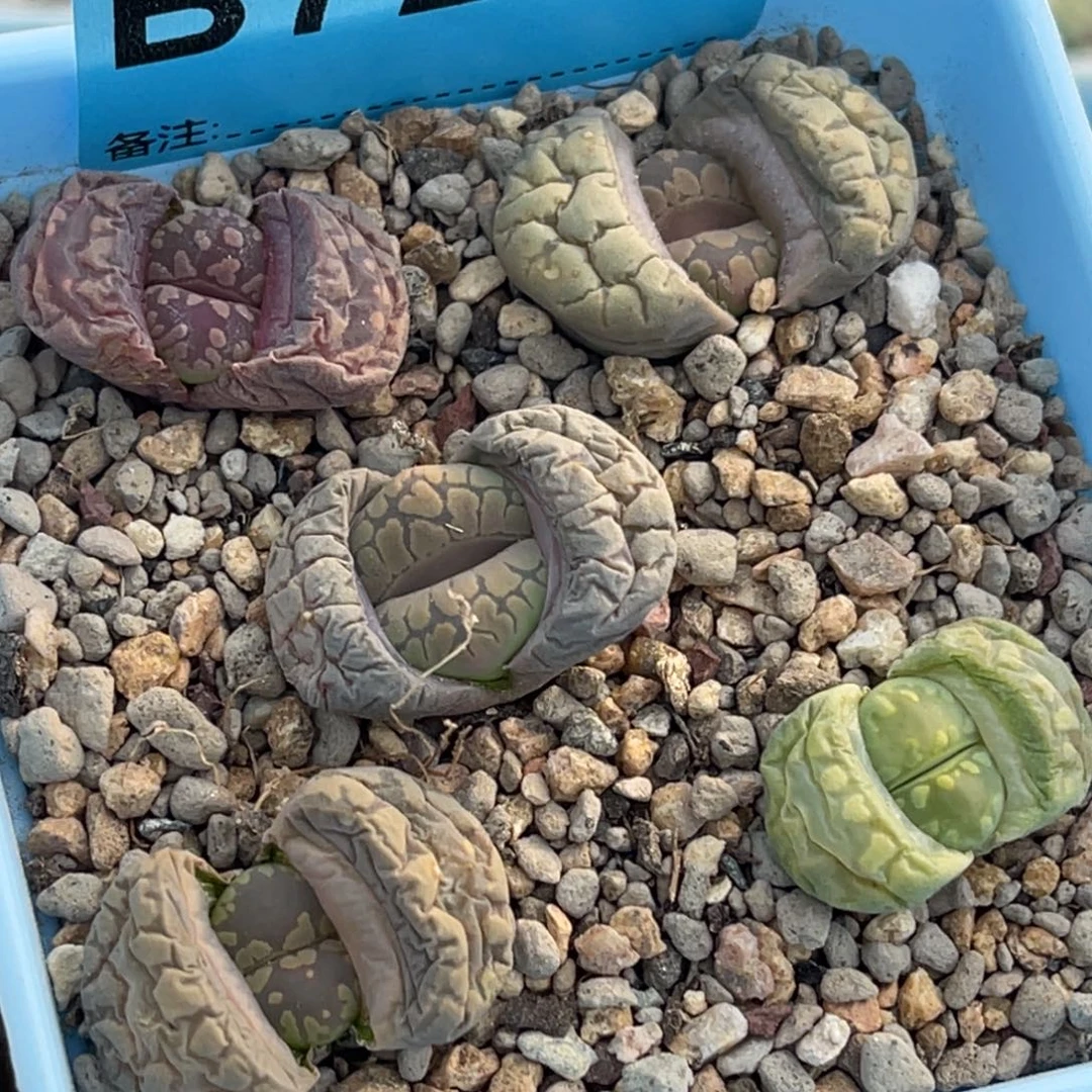 7246大牙彩套五颗