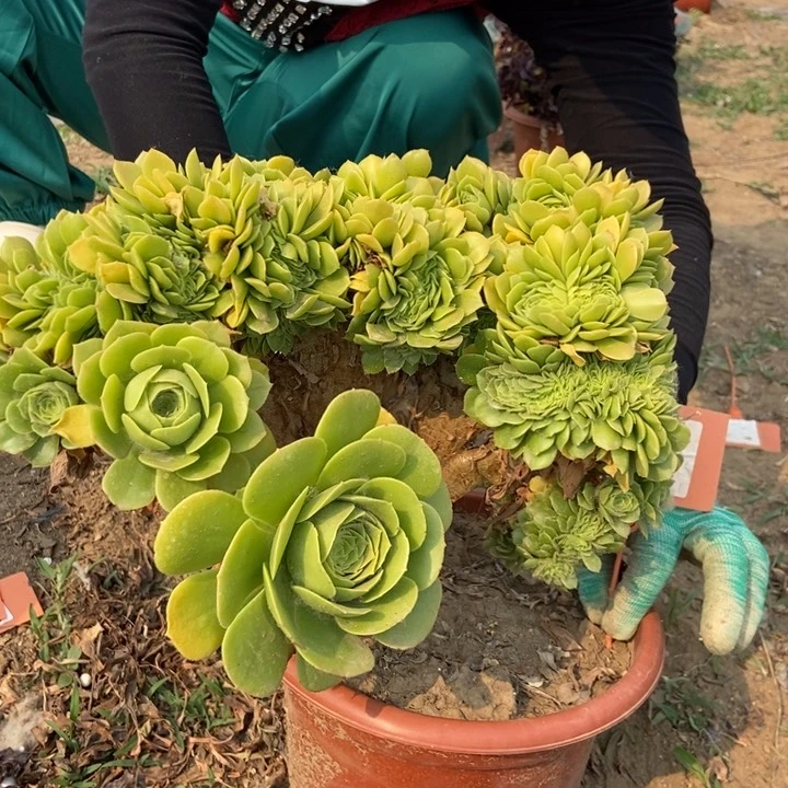 ?**否843绿羊绒缀化老桩伤伤