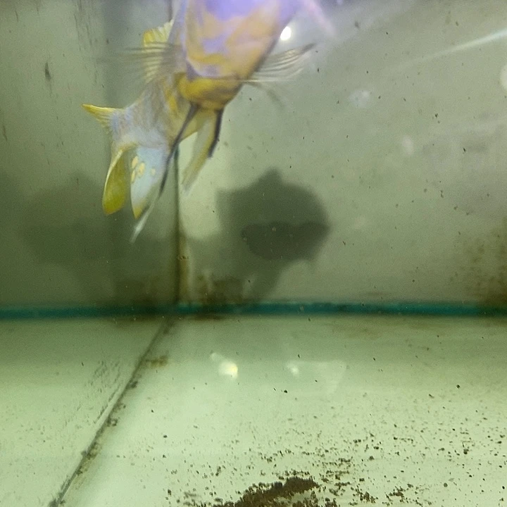 慈鲷鱼干就完了干就完了