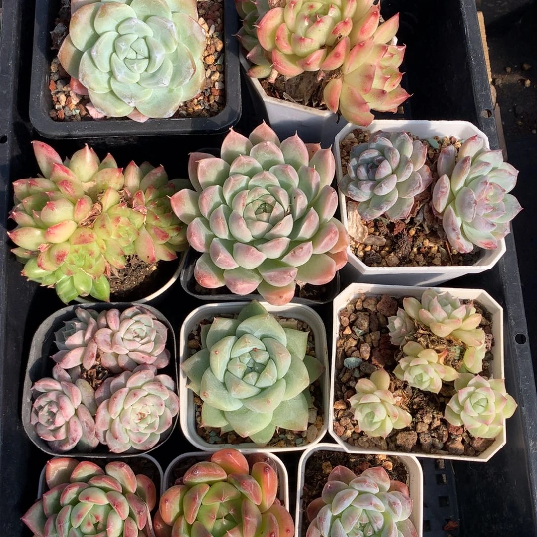 1127-06 套餐一组