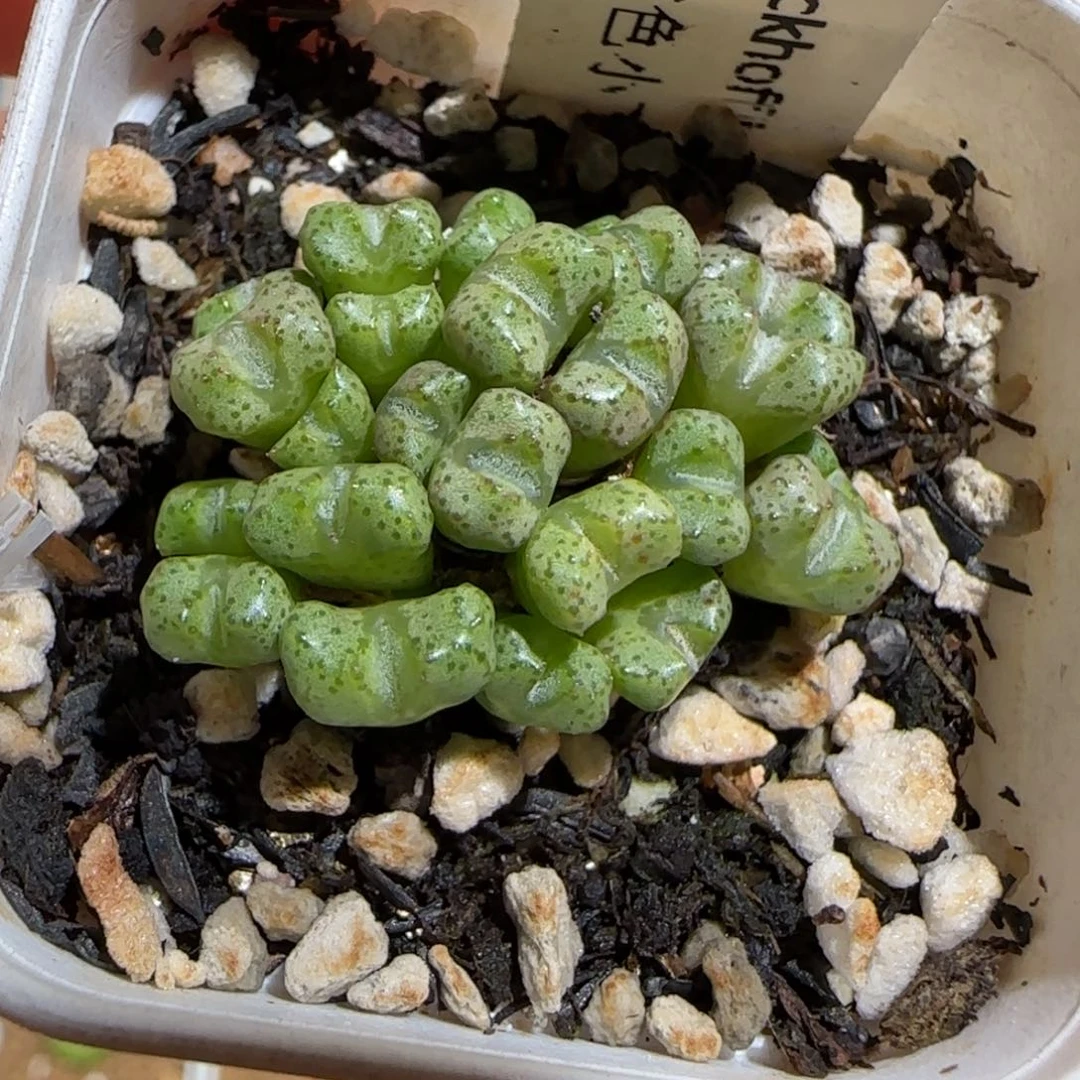 肉锥多肉植物组合-小飞877