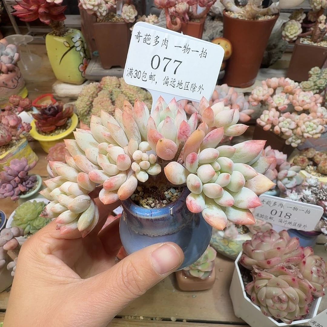 077 多肉含盆土哈哈哈哈