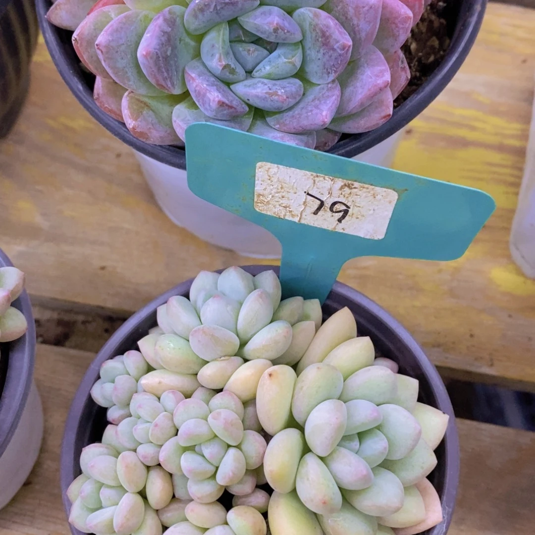 开心多肉，清货最后一场