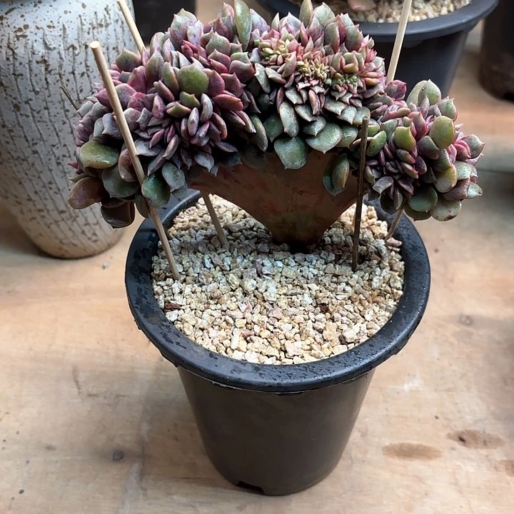 多肉植物，大红袍缀