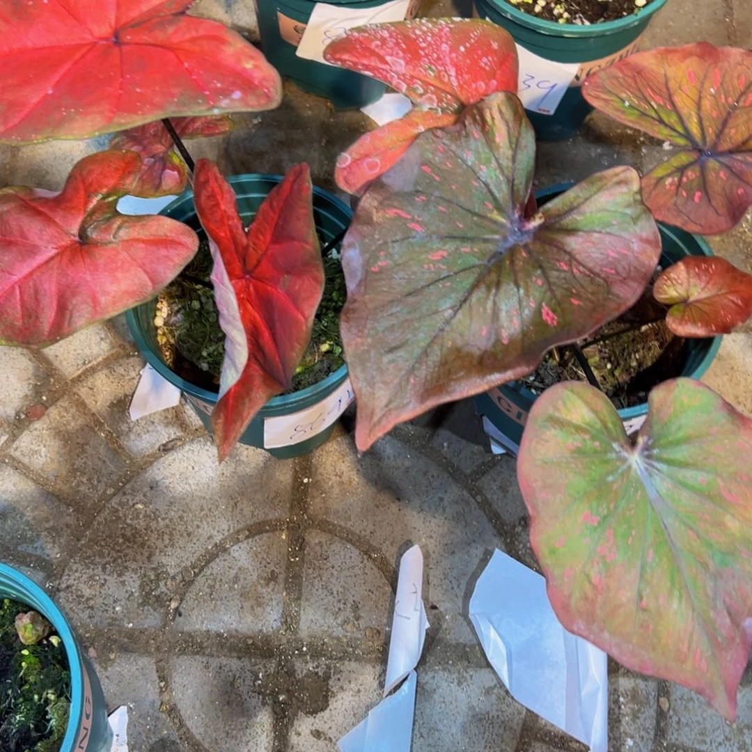 恬***3完全开放8641+43号泰彩两颗