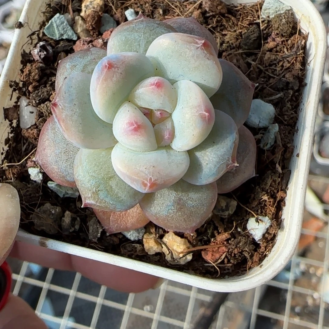 小卡拉米糖心一物一拍