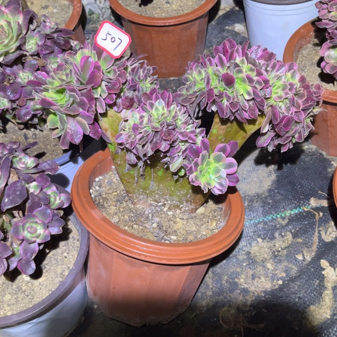 507多肉植物美杜莎缀化