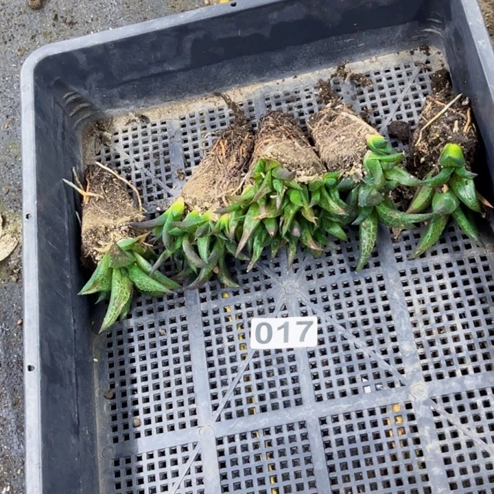 017龙铃一物一图如图