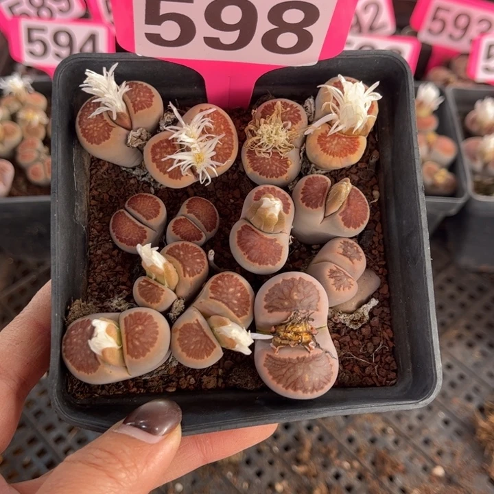 598号888888888889