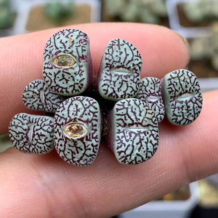 精品多肉植物精品8头墨小锥