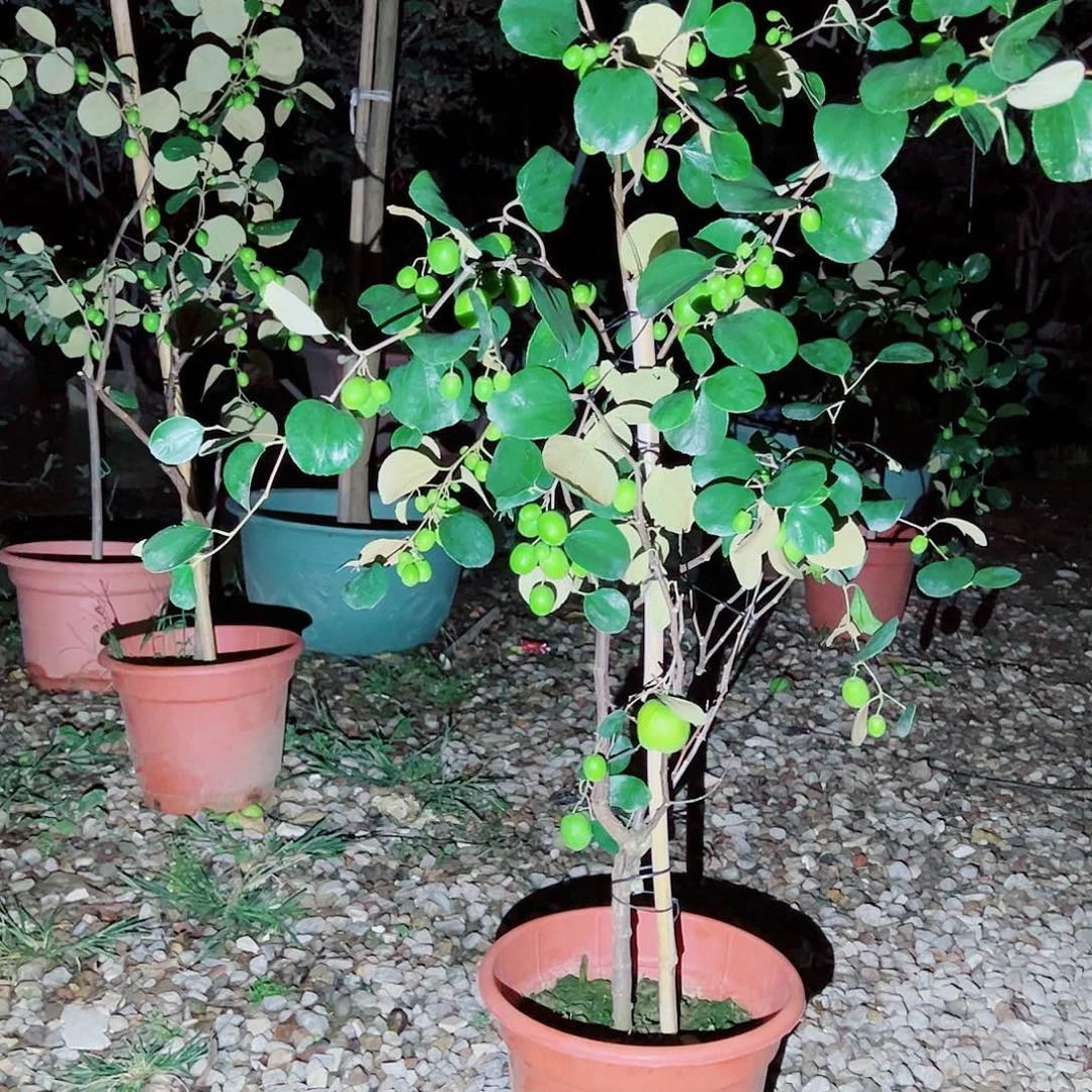 小***子完全开放222222222222