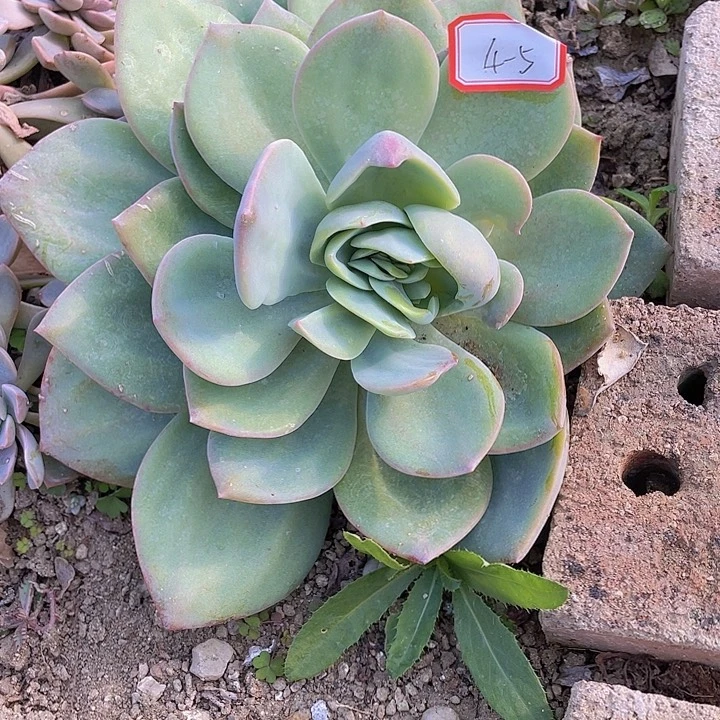 慢***的白凤大单头四杠5号