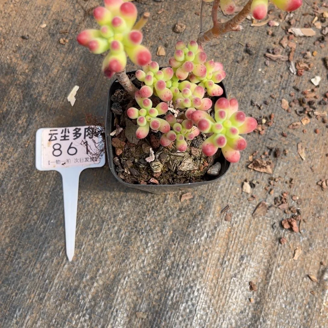 l***f云尘多肉一物一拍861