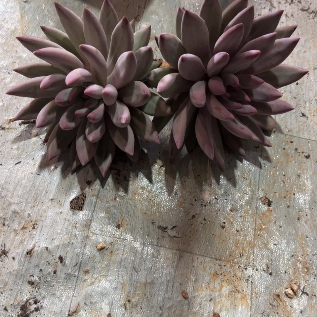 懒***羊多肉植物多肉植物