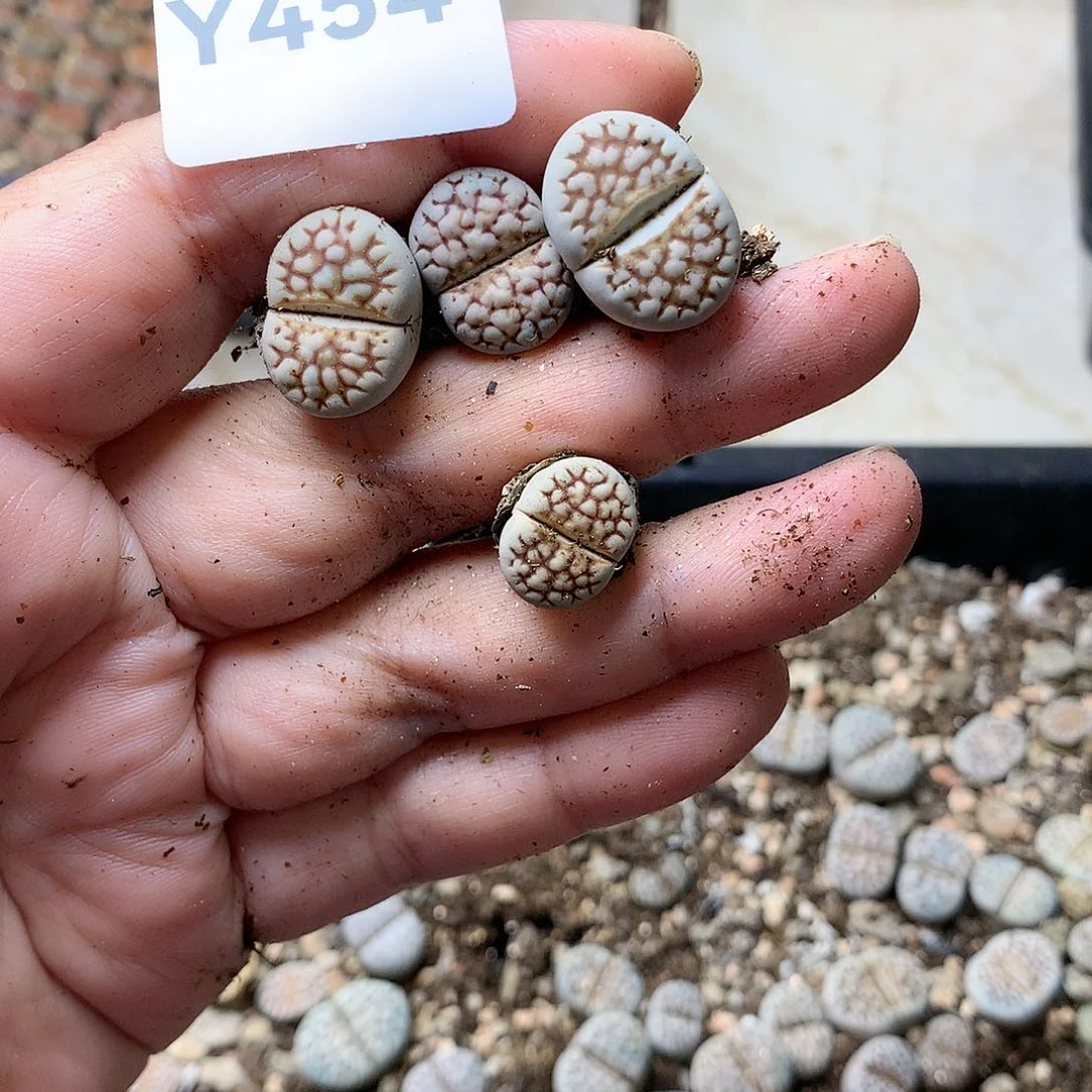 Y454多肉植物保护研究所