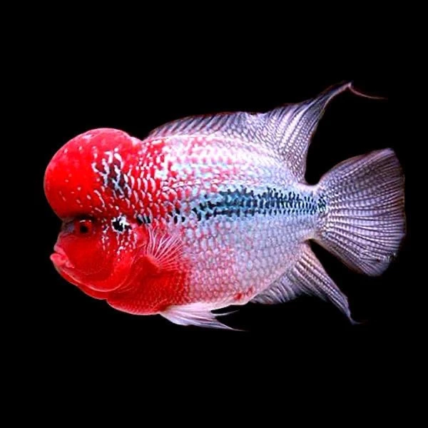 3号男罗汉鱼鸿运当头观赏鱼马骝银花满银观赏鱼宠物鱼罗汉精品鱼