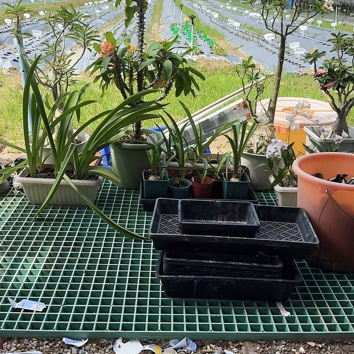 另类女孩朱顶红一棵4厘米