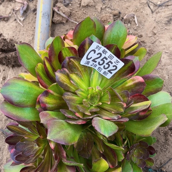 2552流星雨无根多肉植物法师