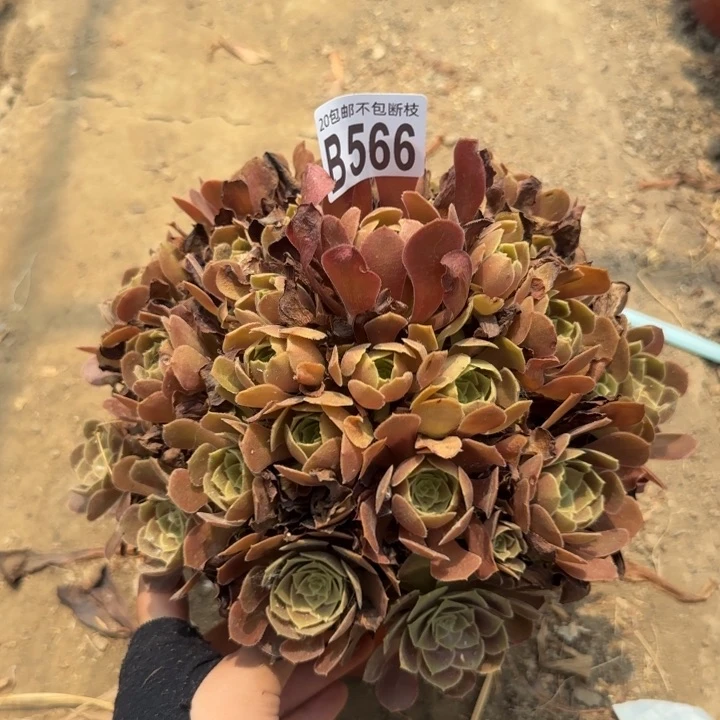 荷兰玫瑰……多肉植物……
