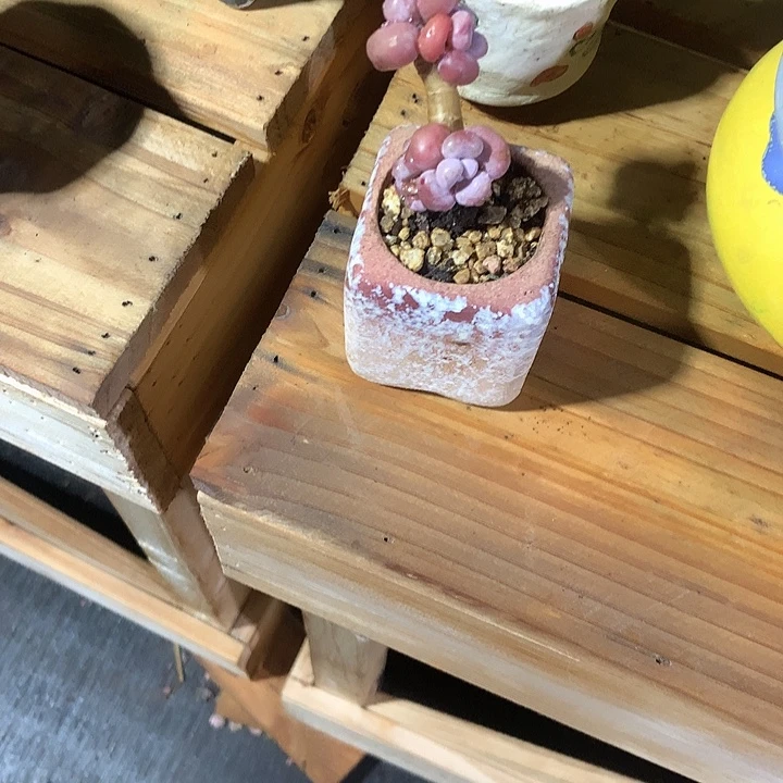 无花朵徐户籍哥哥户籍宏宏