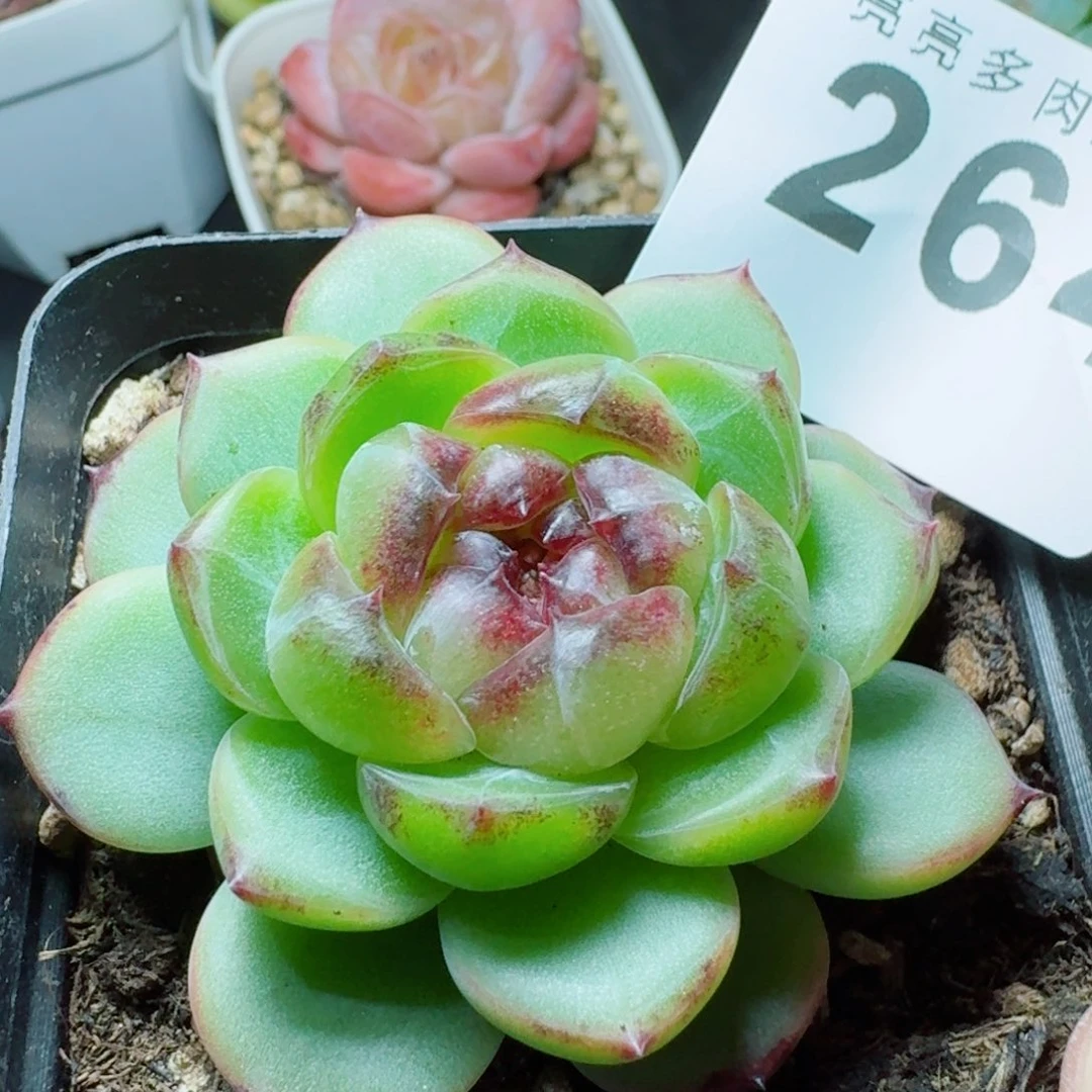 幽灵公主            精美多肉植物
