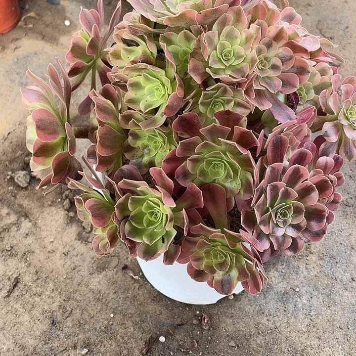 74美杜莎多肉植物法师