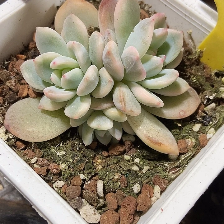 多肉植物橙子锦6103