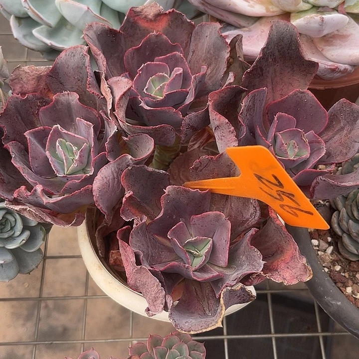 两单包邮，一物一拍256秀妍