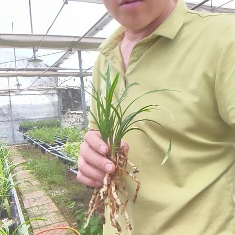 ****客完全开放春兰翠盖荷