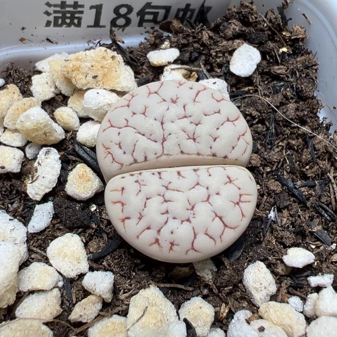 【闪购商品】 289。