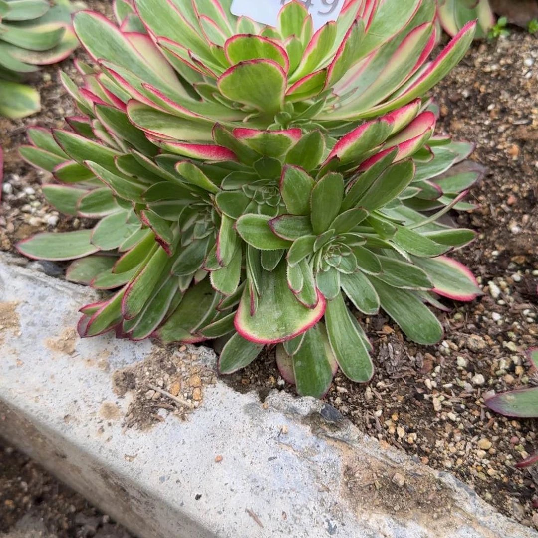 念****趣449瑶光。多肉植物