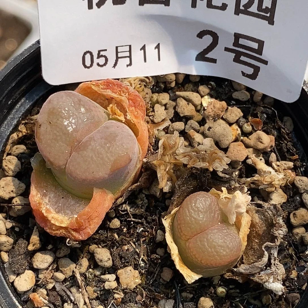 桃喜花园0511-2风铃福利