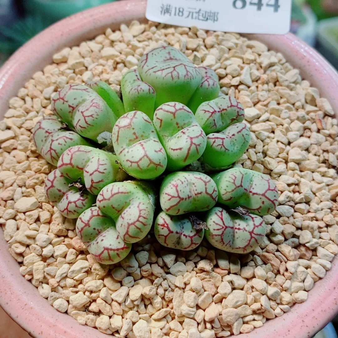 生石花花花花花花844