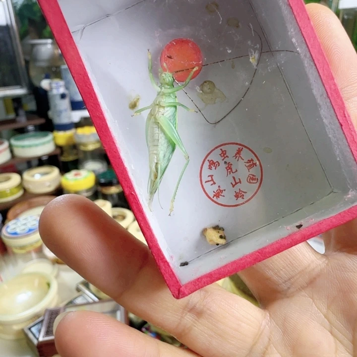 绿金钟2只啊啊啊啊啊