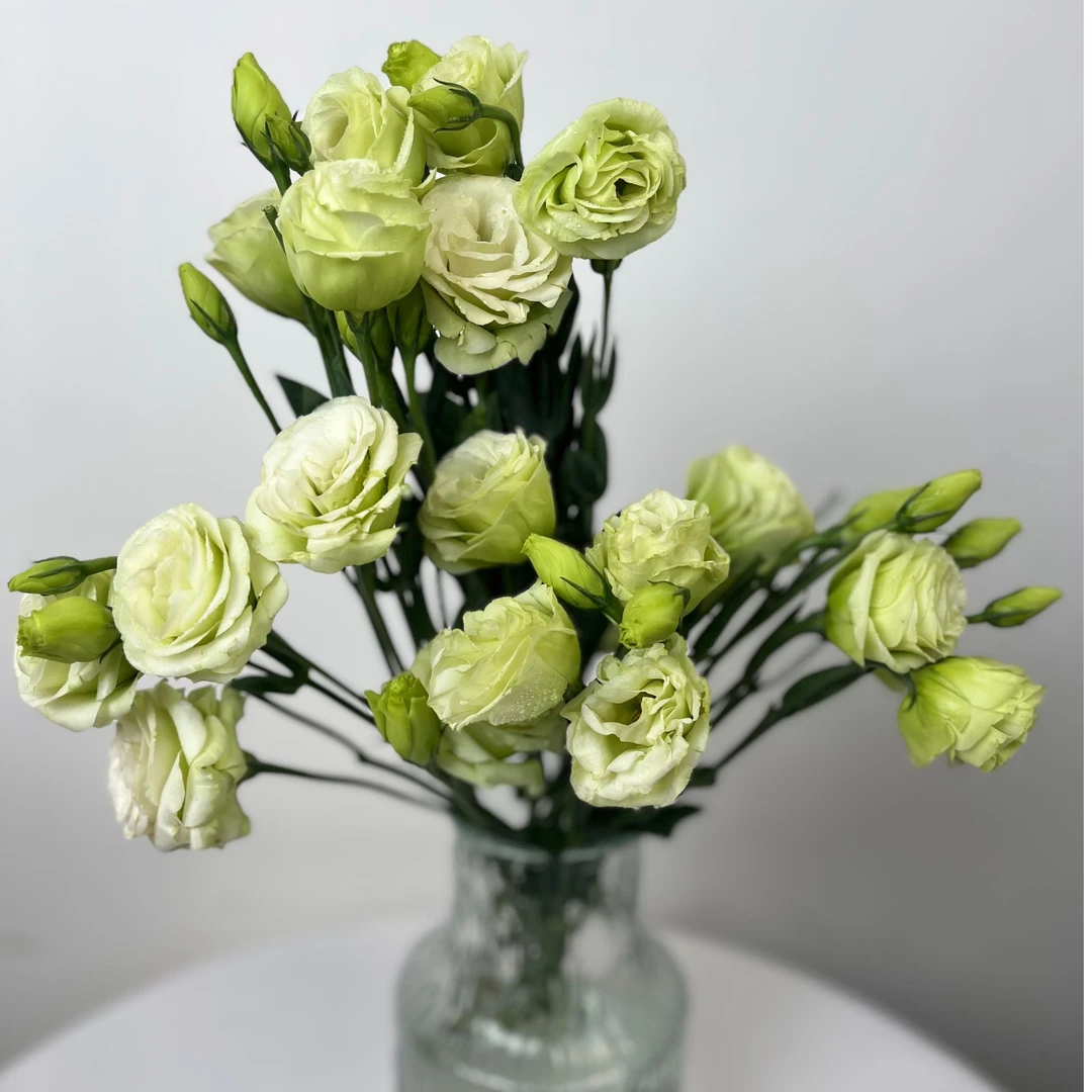 【极采花卉】洋桔梗-翠羽/云南直发-家用办公插花