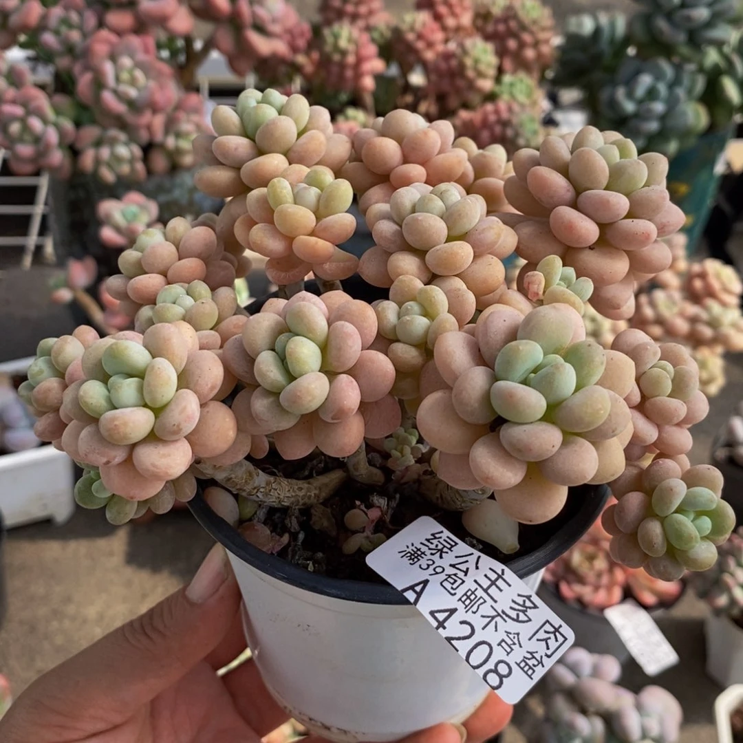 4208洛可可12cm多肉