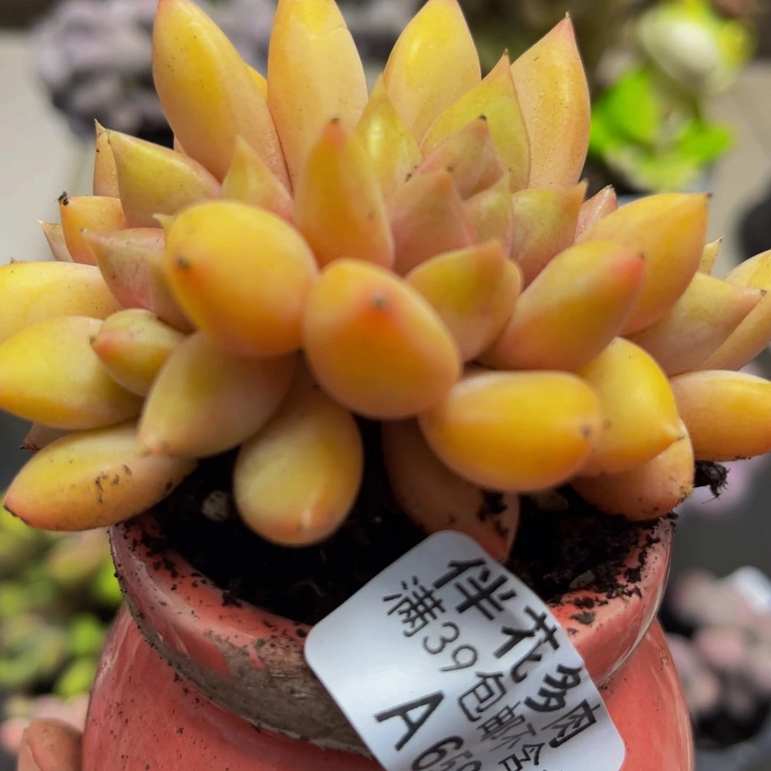 658/6cm象牙朵朵缀多肉