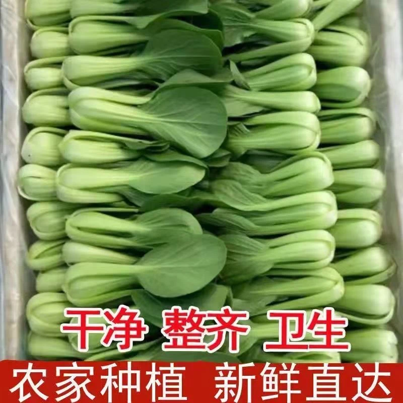 【顺丰包邮】新鲜上海青小油菜香菇菜现摘农家自种小青菜绿叶蔬菜