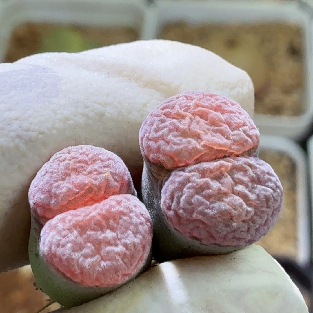 11-24-105双头杂交风铃